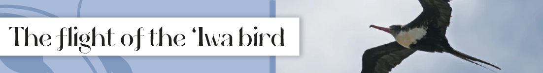 The flight of the ‘Iwa bird inspired the basic steps of Temple style Lomi Lomi